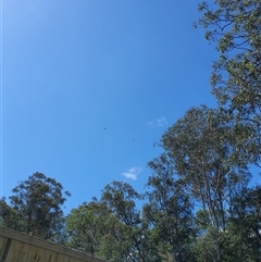 Aquila audax (Wedge-tailed Eagle) at Brewarrina, NSW - 17 Sep 2025 by MountKremnos