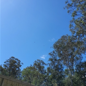 Aquila audax (Wedge-tailed Eagle) at Brewarrina, NSW - 17 Sep 2025 by MountKremnos