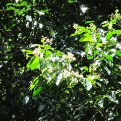 Syzygium hedraiophyllum at Syndicate, QLD - 27 Oct 2014 by JasonPStewart