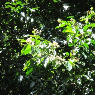 Syzygium hedraiophyllum at Syndicate, QLD - 27 Oct 2014 by JasonPStewart