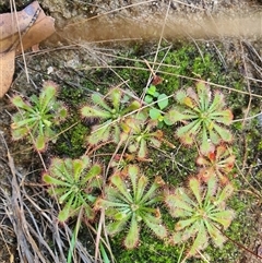 Drosera (genus) at Lanitza, NSW - 16 Sep 2025 by MountKremnos