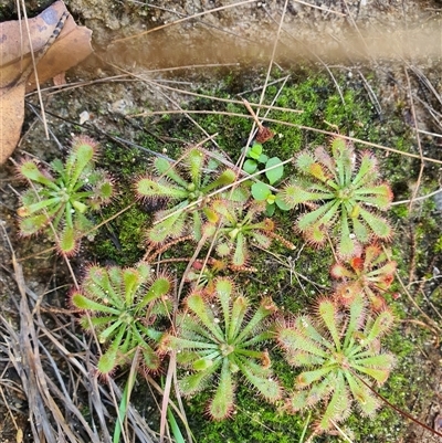 Drosera (genus) at Lanitza, NSW - 16 Sep 2025 by MountKremnos