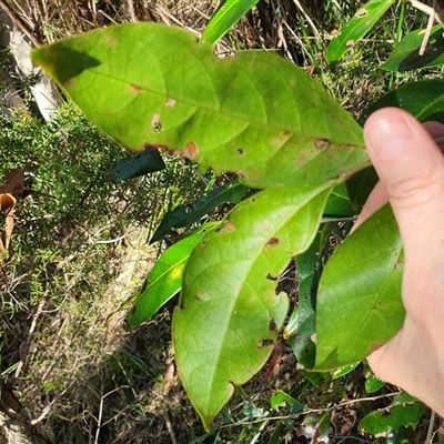 Unverified Other Tree at Lanitza, NSW - 16 Sep 2025 by MountKremnos
