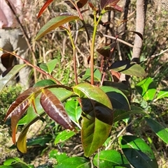 Unverified at suppressed - suppressed