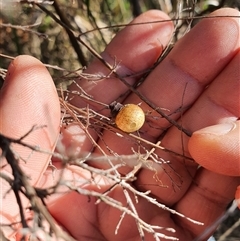 Unverified Insect at Lanitza, NSW - 16 Sep 2025 by MountKremnos