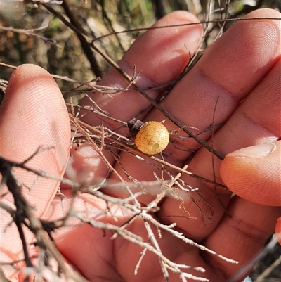 Unverified Insect at Lanitza, NSW - 16 Sep 2025 by MountKremnos