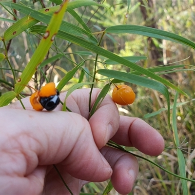 Unverified Climber or Mistletoe at Lanitza, NSW - 16 Sep 2025 by MountKremnos
