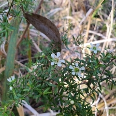 Unverified Other Shrub at Lanitza, NSW - 16 Sep 2025 by MountKremnos