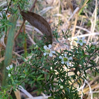 Unverified Other Shrub at Lanitza, NSW - 16 Sep 2025 by MountKremnos