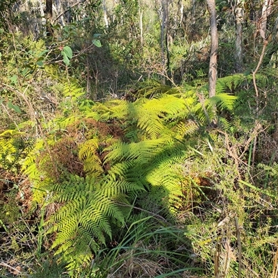 Unverified Fern or Clubmoss at Lanitza, NSW - 16 Sep 2025 by MountKremnos