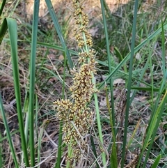 Lomandra longifolia (Spiny-headed Mat-rush, Honey Reed) at Lanitza, NSW - 16 Sep 2025 by MountKremnos