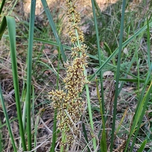 Lomandra longifolia (Spiny-headed Mat-rush, Honey Reed) at Lanitza, NSW - 16 Sep 2025 by MountKremnos