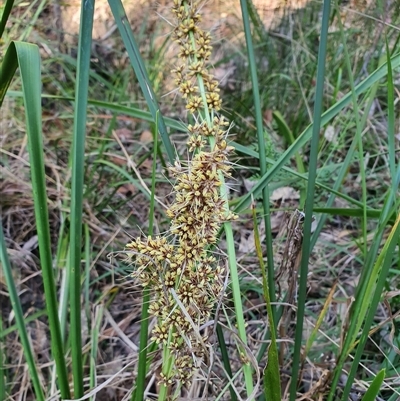 Lomandra longifolia (Spiny-headed Mat-rush, Honey Reed) at Lanitza, NSW - 16 Sep 2025 by MountKremnos