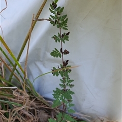 Unverified Fern or Clubmoss at Lanitza, NSW - 16 Sep 2025 by MountKremnos