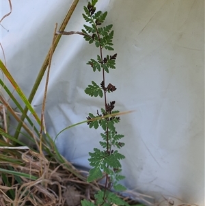 Unverified Fern or Clubmoss at Lanitza, NSW - 16 Sep 2025 by MountKremnos
