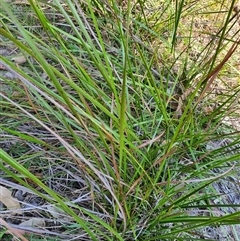 Unverified Lily or Iris at Lanitza, NSW - 16 Sep 2025 by MountKremnos
