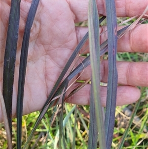 Unverified Grass at Lanitza, NSW - 16 Sep 2025 by MountKremnos