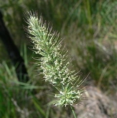 Dichelachne micrantha at Shannondale, NSW - 13 Dec 2011 by PEdwards