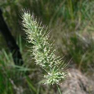 Dichelachne micrantha at Shannondale, NSW - 13 Dec 2011 by PEdwards