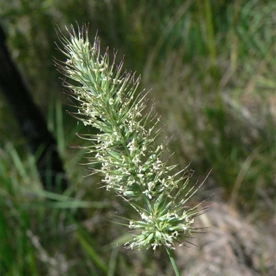 Dichelachne micrantha at Shannondale, NSW - 13 Dec 2011 by PEdwards