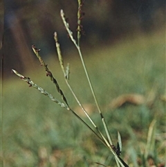 Digitaria didactyla at Shannondale, NSW - 18 Sep 2025 by PEdwards