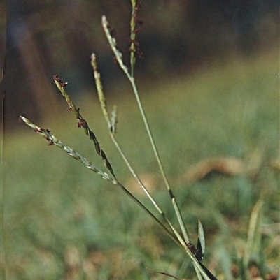 Digitaria didactyla at Shannondale, NSW - 18 Sep 2025 by PEdwards