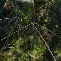 Digitaria parviflora at Shannondale, NSW - 6 Apr 2019 by PEdwards