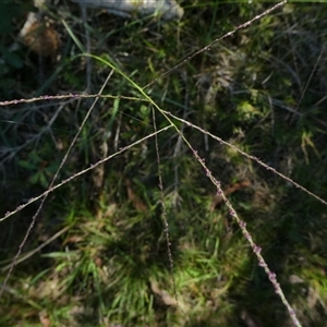 Digitaria parviflora at Shannondale, NSW - 6 Apr 2019 by PEdwards