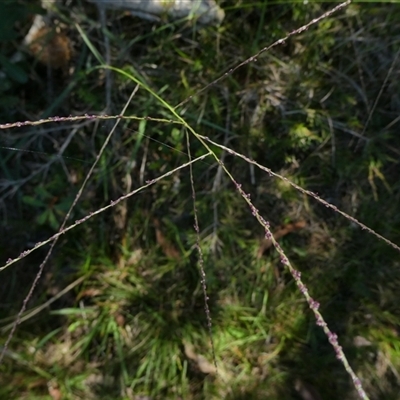 Digitaria parviflora at Shannondale, NSW - 6 Apr 2019 by PEdwards