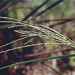 Unverified Grass at Shannondale, NSW - 18 Sep 2025 by PEdwards