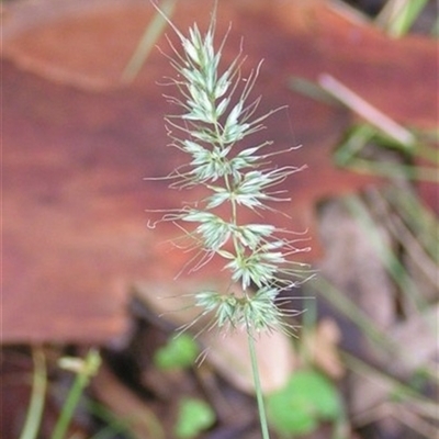 Echinopogon caespitosus at Shannondale, NSW - 5 Apr 2025 by PEdwards