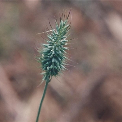 Echinopogon ovatus at Shannondale, NSW - 18 Sep 2025 by PEdwards