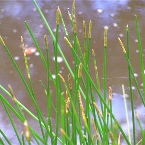Unverified Rush, Sedge or Mat Rush at Shannondale, NSW - 26 Sep 2004 by PEdwards