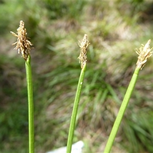 Eleocharis gracilis at Shannondale, NSW - 23 Oct 2016 by PEdwards