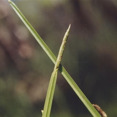 Lepidosperma laterale at Shannondale, NSW - 18 Sep 2025 by PEdwards
