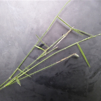 Entolasia stricta at Shannondale, NSW - 26 Mar 2019 by PEdwards