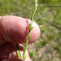 Entolasia whiteana at Shannondale, NSW - 19 May 2020 by PEdwards
