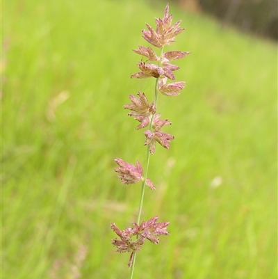 Holcus lanatus at Shannondale, NSW - 19 Jan 2025 by PEdwards