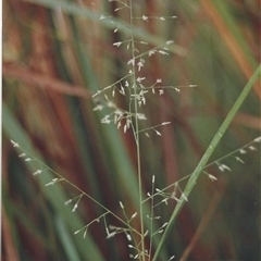 Eragrostis leptostachya at Shannondale, NSW - 28 Mar 2016 by PEdwards