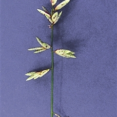 Eragrostis spartinoides at Shannondale, NSW - 18 Sep 2025 by PEdwards