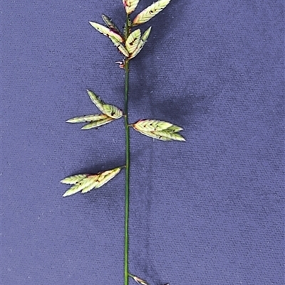 Eragrostis spartinoides at Shannondale, NSW - 18 Sep 2025 by PEdwards