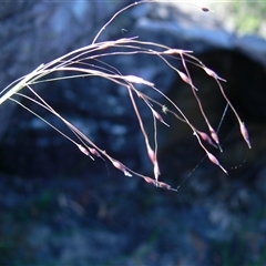 Eriachne pallescens at Shannondale, NSW - 17 May 2009 by PEdwards