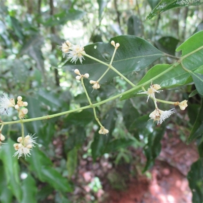Syzygium unipunctatum at Syndicate, QLD - 10 Mar 2018 by JasonPStewartNMsnc2016