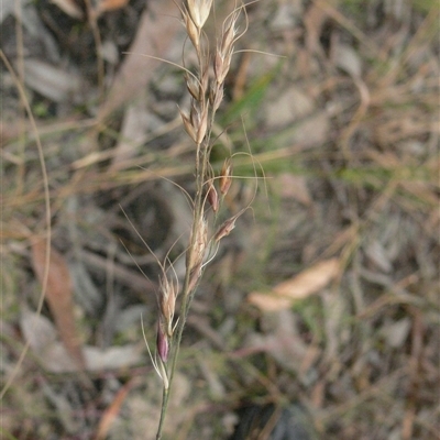 Eriachne rara at Shannondale, NSW - 17 Apr 2009 by PEdwards