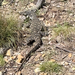 Varanus varius (Lace Monitor) at Bucketty, NSW - 18 Sep 2025 by MartinPredavec