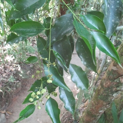 Syzygium unipunctatum at Syndicate, QLD - 22 Aug 2018 by JasonPStewartNMsnc2016