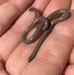 Aprasia parapulchella (Pink-tailed Worm-lizard) at Denman Prospect, ACT - 18 Sep 2025 by Linden