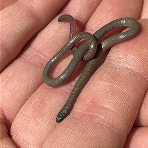 Aprasia parapulchella (Pink-tailed Worm-lizard) at Denman Prospect, ACT - 18 Sep 2025 by Linden
