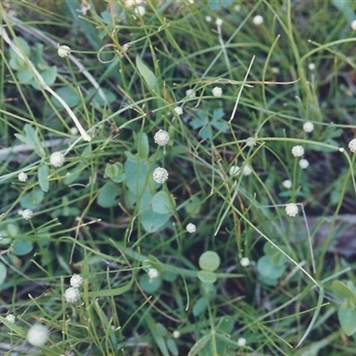 Eriocaulon scariosum at Shannondale, NSW - 1 Jan 2018 by PEdwards