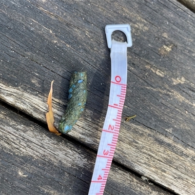 Ptilonorhynchus violaceus at  - suppressed by LPW